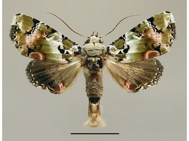 Heterochroma hypatia