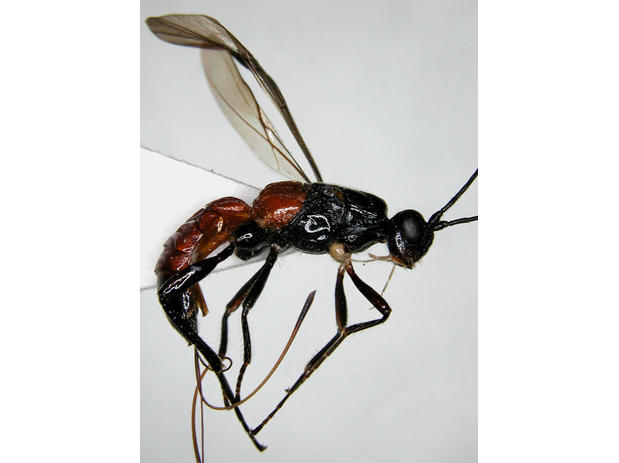 Lamquetia rufa (vue latérale)