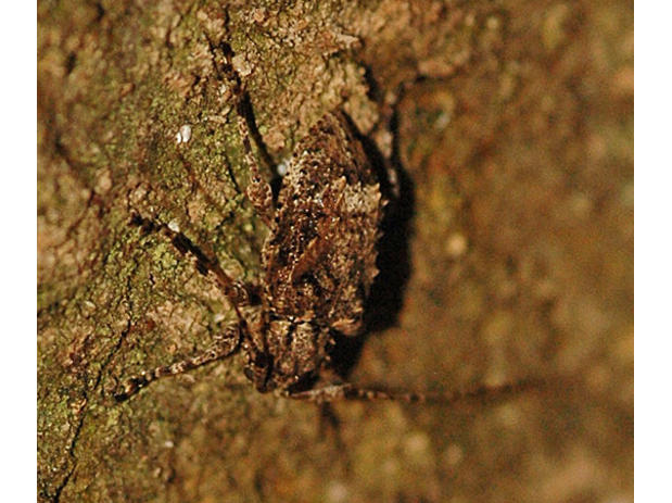 Leptostylopsis martinicensis