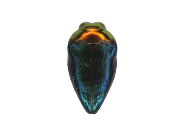 Lius sp.