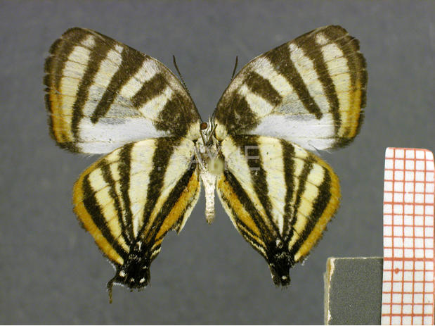 Arawacus aetolus (mâle, verso)