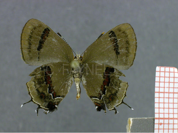 Badecla picentia (femelle, verso)