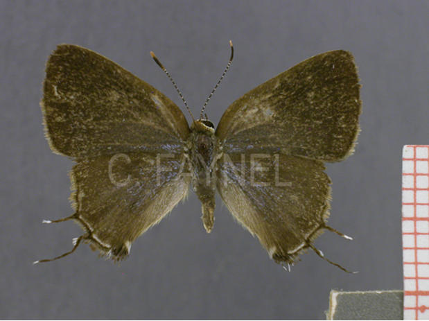 Badecla quadramacula (femelle, verso)