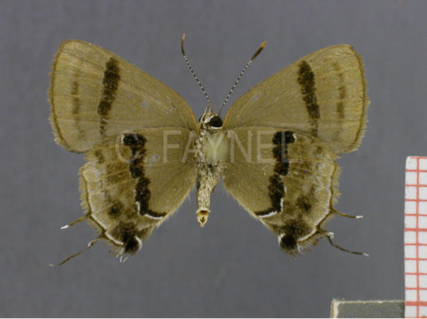 Badecla quadramacula (femelle, verso)