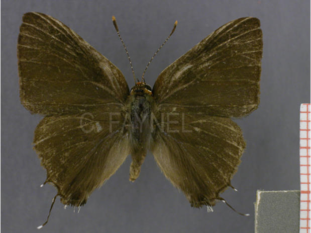 Badecla quadramacula (mâle, recto)