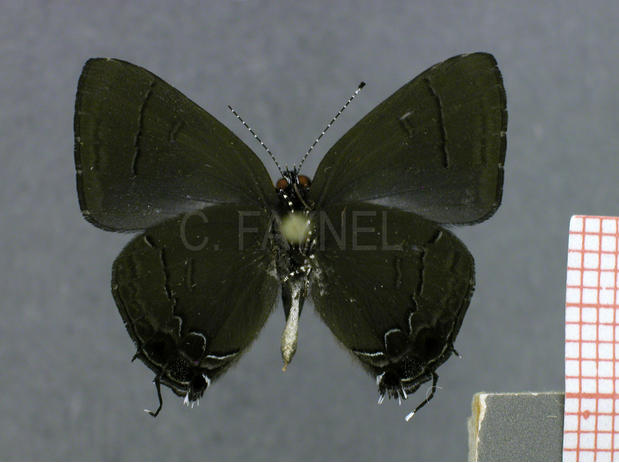 Calycopis bellera (mâle, verso)