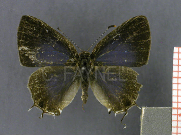 Calycopis caesaries (mâle, recto)