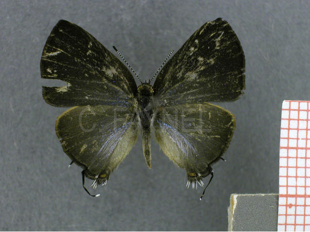 Calycopis calus (femelle, recto)