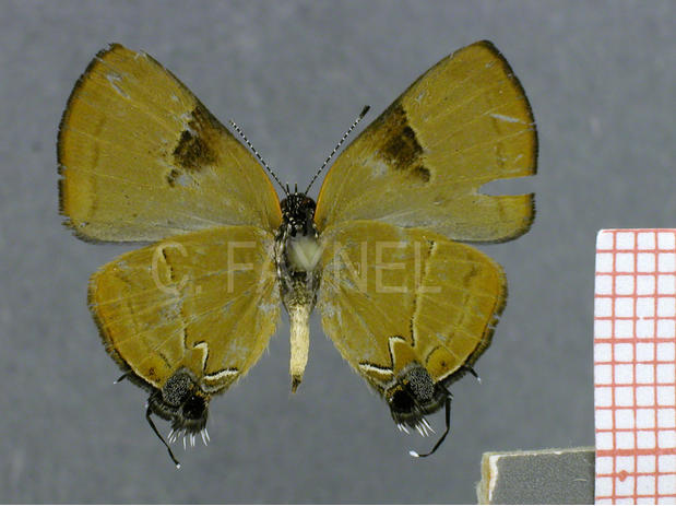 Calycopis calus (femelle, verso)