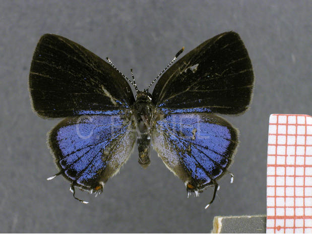 Calycopis sp4 (femelle, recto)