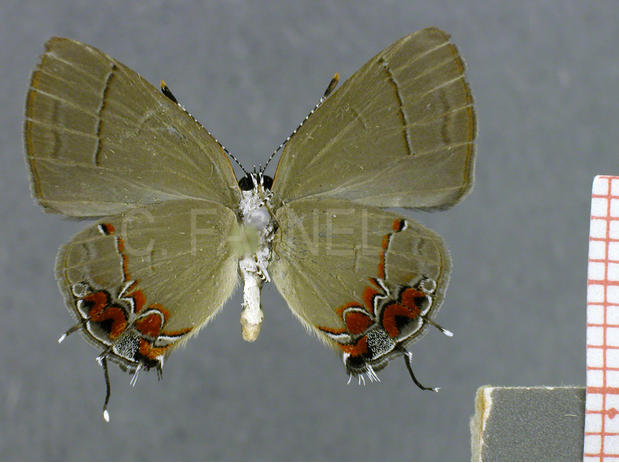 Calycopis sp7 (femelle, verso)
