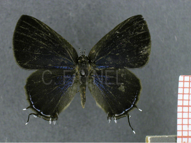 Calycopis sp8 (femelle, recto)