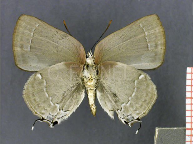 Celmia color (mâle, verso)