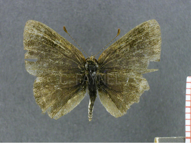 Chlorostrymon simaethis (femelle, recto)