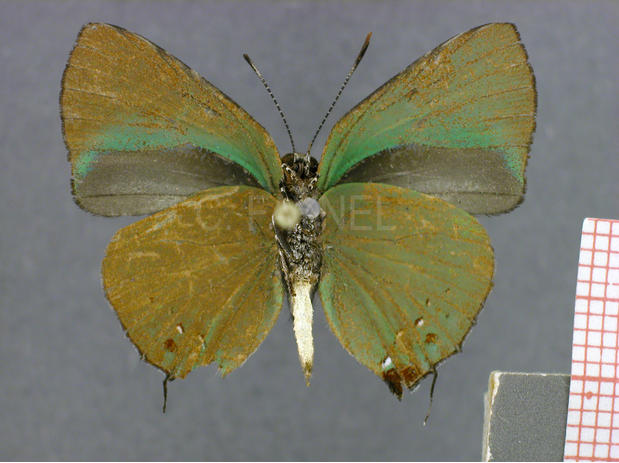 Cyanophrys amyntor (mâle, verso)