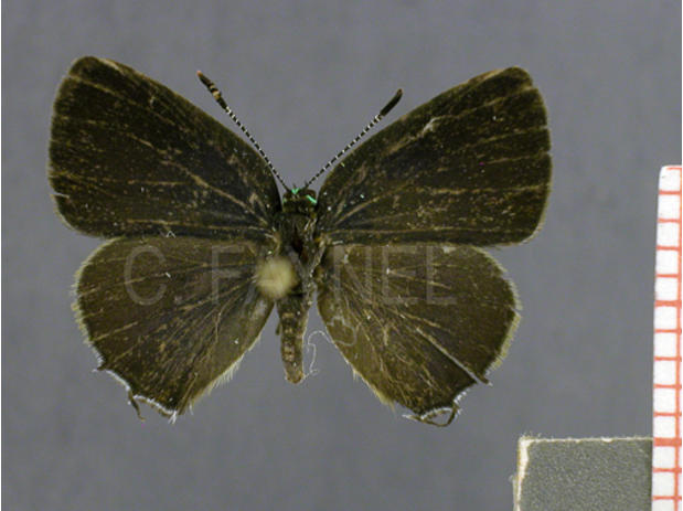 Erora biblia (femelle, recto)