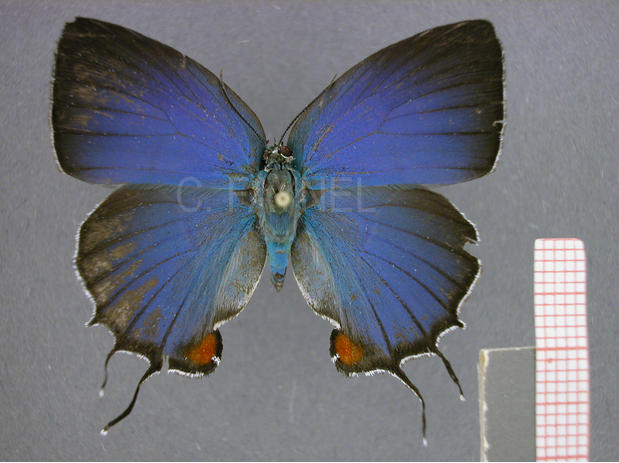 Evenus batesii (femelle, recto)