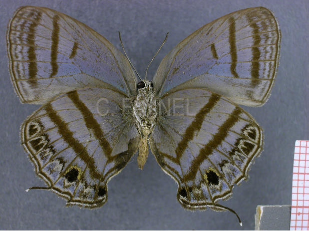 Evenus satyroides (mâle, verso)