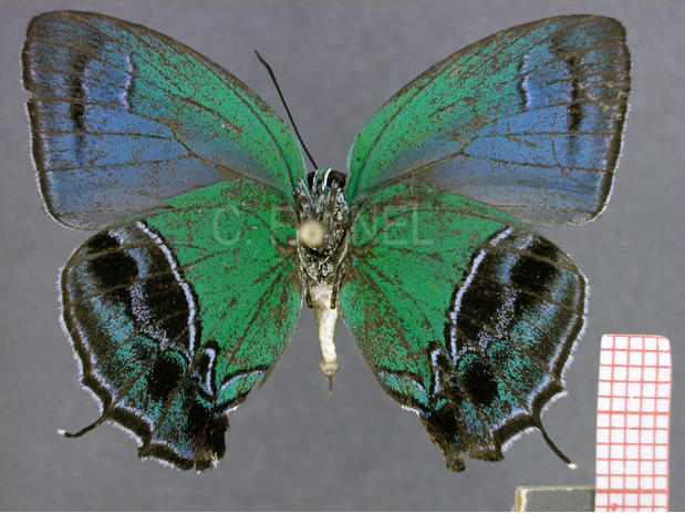 Evenus sponsa (mâle, verso)