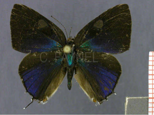 Gargina gargophia (male, recto)