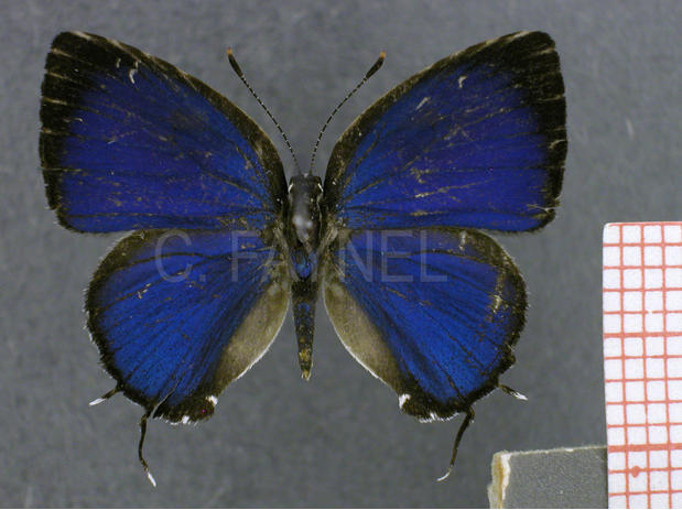Iaspis castitas (mâle, recto)