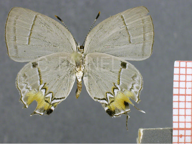 Iaspis temesa (femelle, verso)