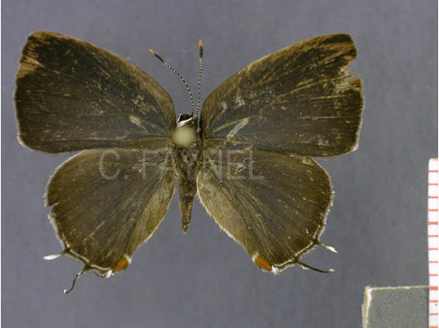 Iaspis verania (femelle, recto)