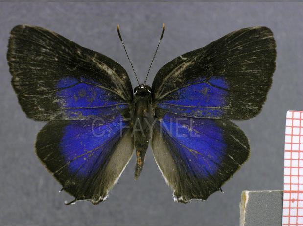 Janthecla rocena (mâle, recto)