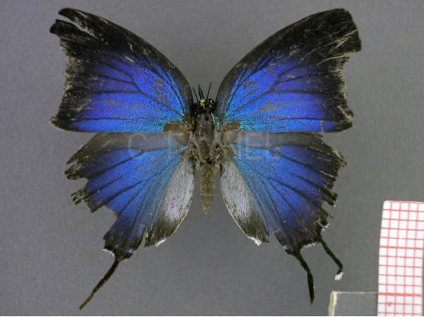 Lamasina ganimedes (femelle, recto)