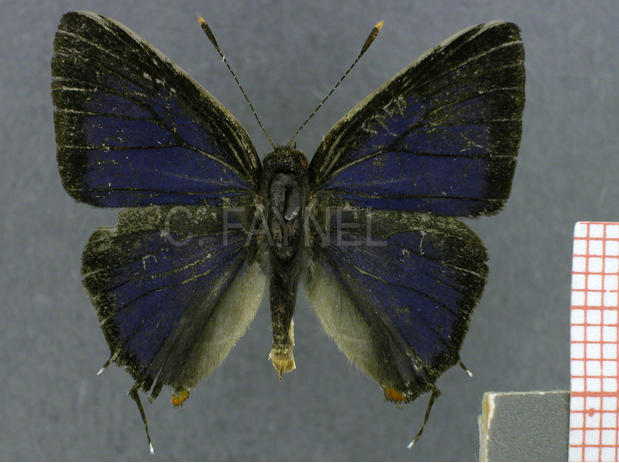 Lamprospilus coelicolor (mâle, recto)