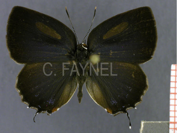 Magnastigma hirsuta (mâle, recto)