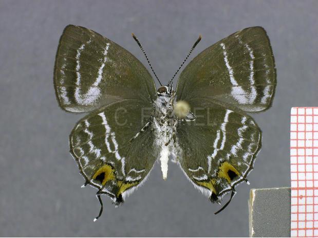 Megathecla cupentus (mâle, verso)