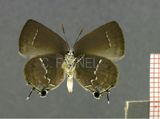 Nicolaea opalia (femelle, verso)