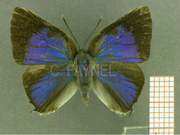 Oenomaus forastera (mâle, recto)