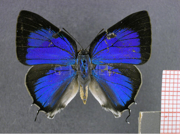 Oenomaus ortygnus (mâle, recto)