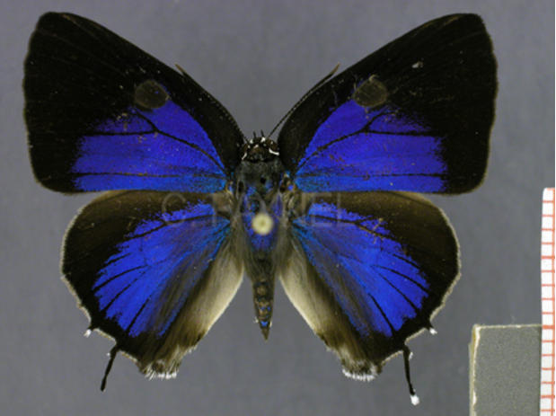 Olynthus essus (mâle, recto)