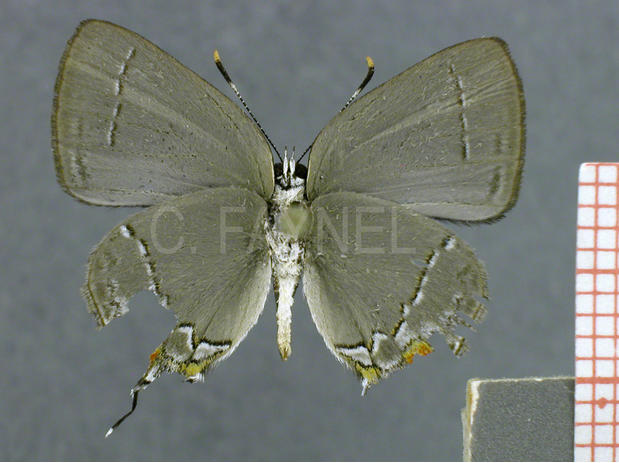 Ostrinotes halciones (mâle, verso)