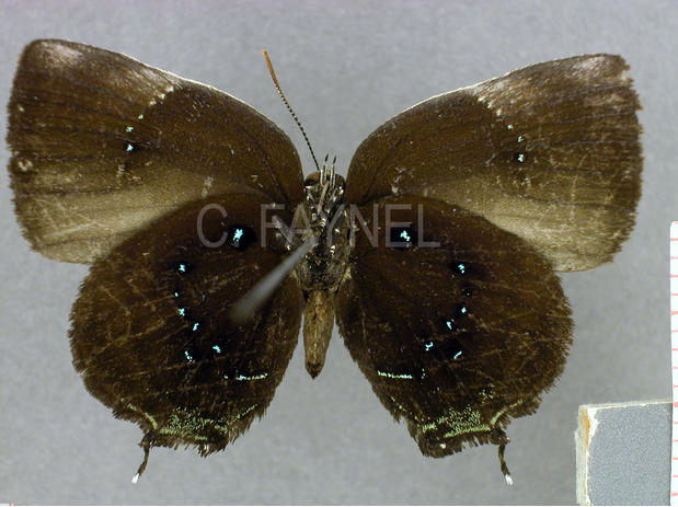 Paraspiculatus colombiensis (femelle, verso)