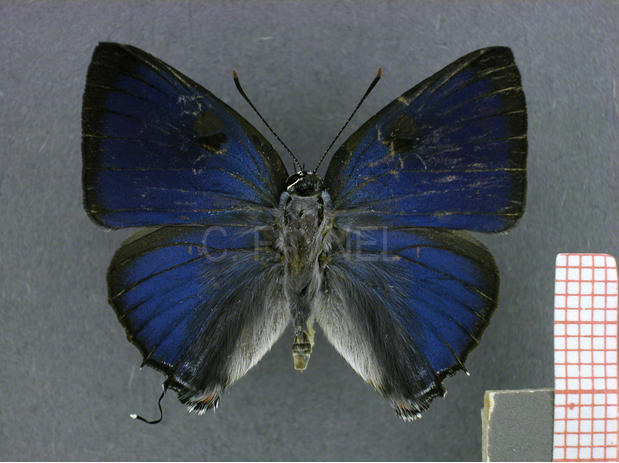Rekoa stagira (mâle, recto)