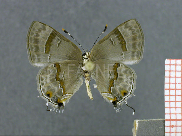 Rubroserrata ecbatana (femelle, verso)