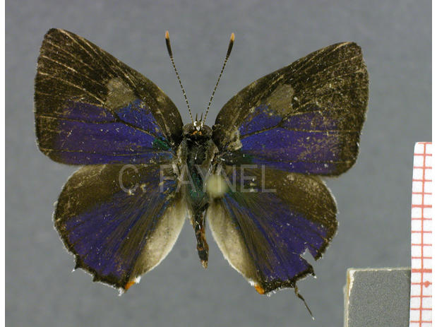 Siderus philinna (mâle, recto)