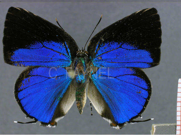 Strephonota adela (mâle, recto)