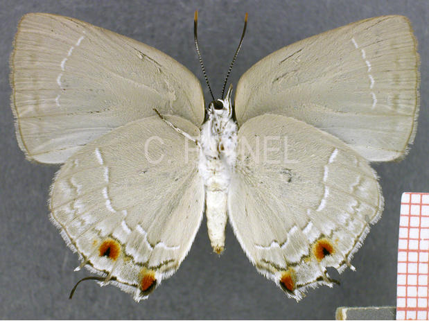 Strephonota ambrax (femelle, verso)