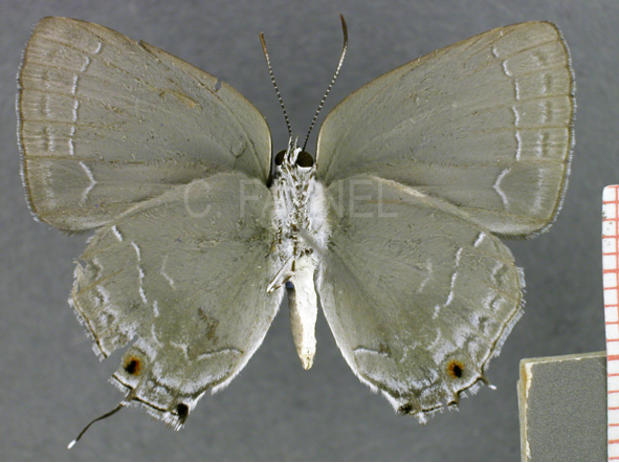 Strephonota tephraeus (male, verso)