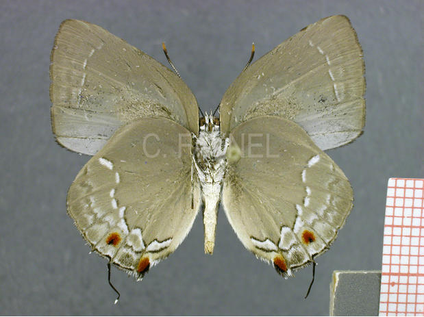 Strephonota tyriam (mâle, verso)