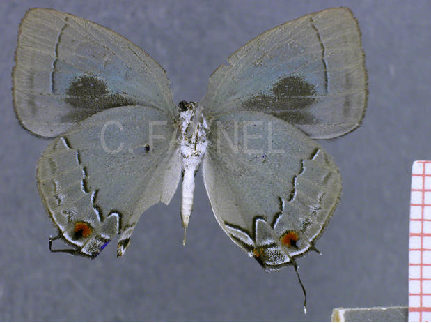Theclopsis lydus (mâle, verso)