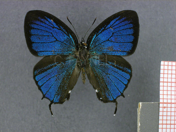 Thestius pholeus (mâle, recto)