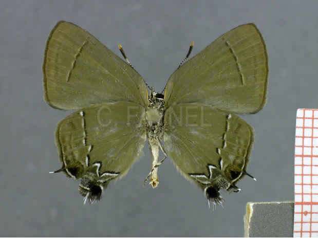 Ziegleria hesperitis (femelle, verso)
