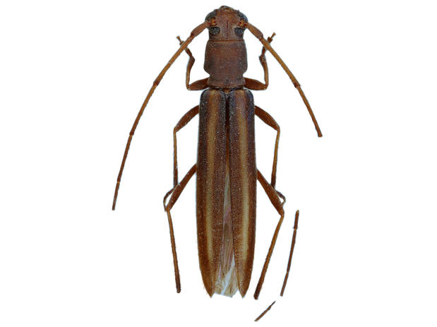 Macroeme vittipennis (Melzer, 1934)