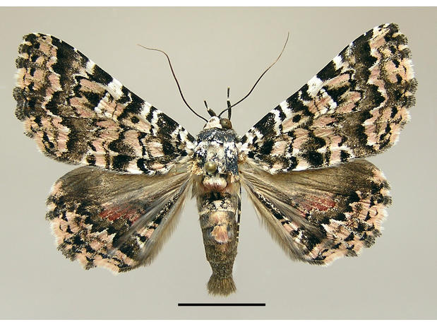 Metria binea